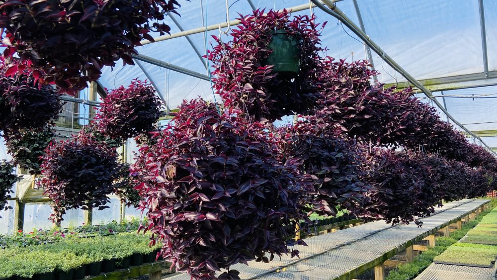 Tarheel Nursery Greenhouse & Garden Center Angier, NC