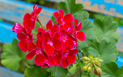 zonal pelargonium